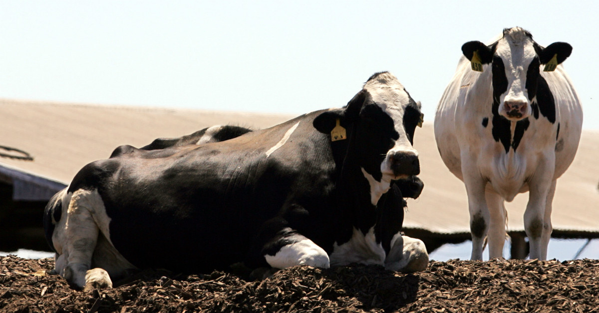 California Decides to Regulate Cow Farts in Order to Fight Global Warming